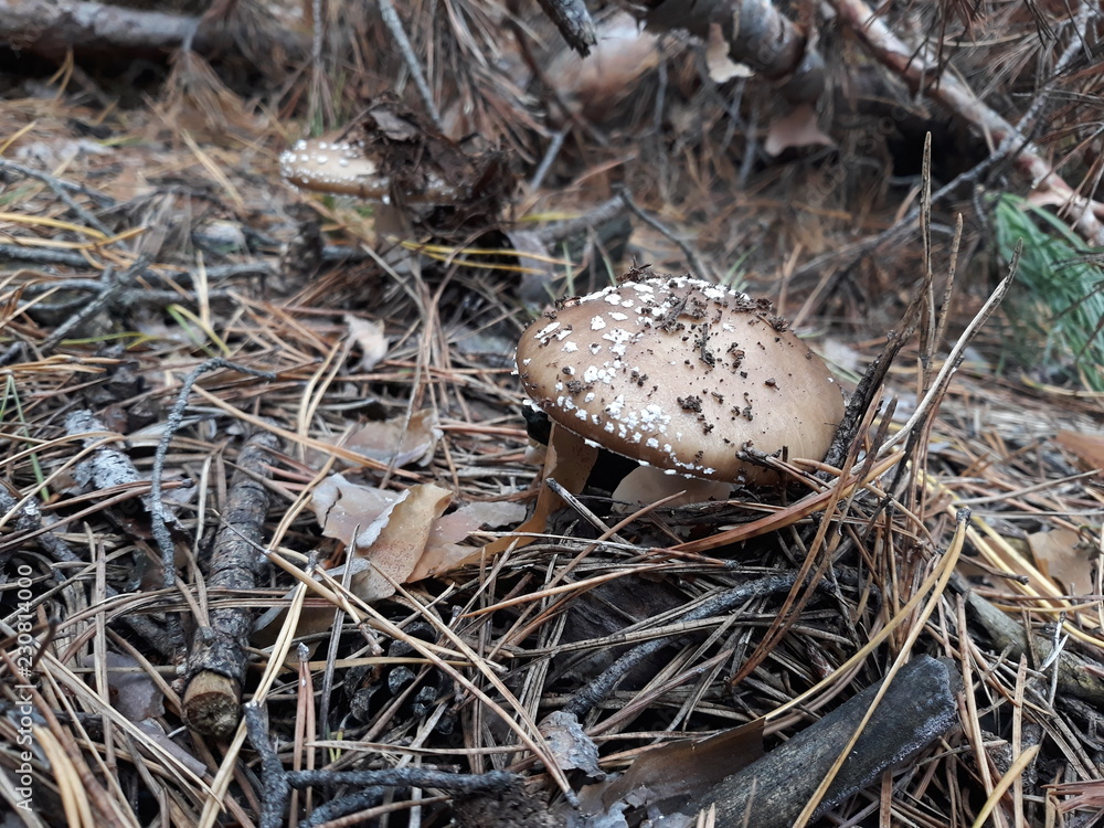 Wild champignon grown in the forest among conifer needles. Wild champignon grown in the forest among conifer needles.