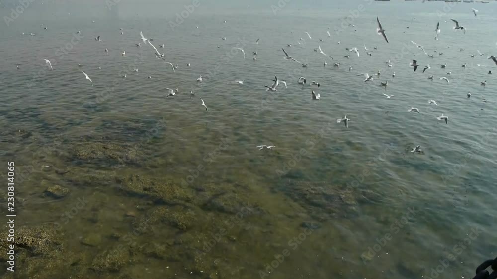 Many seagull flying in sea;reef. Many seagull flying in sea;reef.