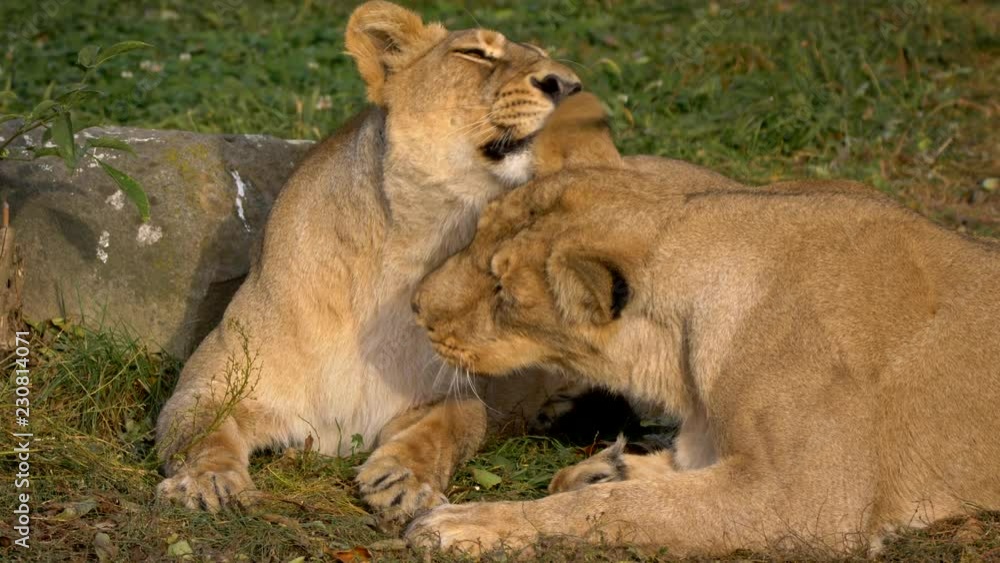 Asiatic lion (Panthera leo leo) snuggling Asiatic lion (Panthera leo leo) snuggling