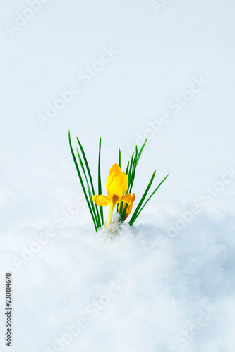 clear beautiful flower-snowdrop yellow Crocus makes its way from under the wh...