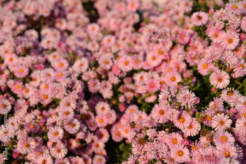 amount of pink sunlit flowers