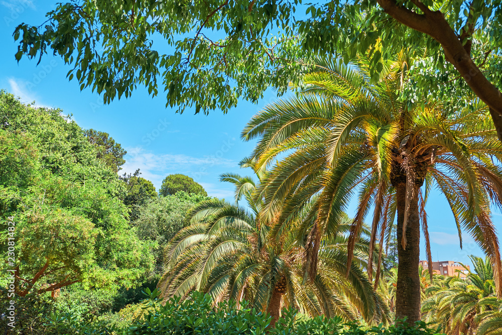 Obraz premium palms against the blue sky