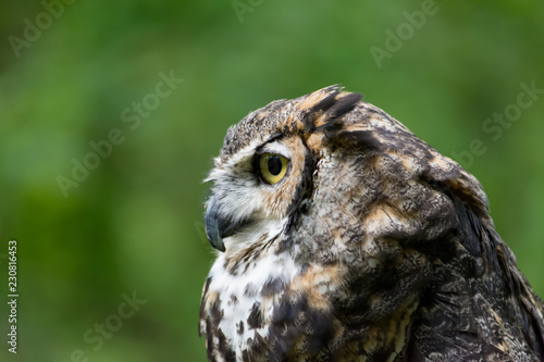 A Great Horned Owl in Profile