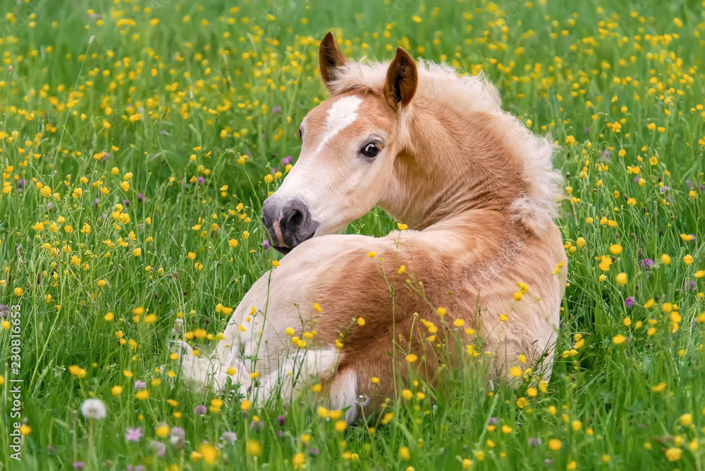 Fototapeta premium Źrebię konia Haflinger odpoczywające pośród kwiatów jaskieru