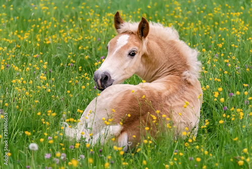 Photo Haflinger horse foal resting amidst buttercup flowers