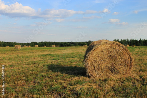 hay bales in the field