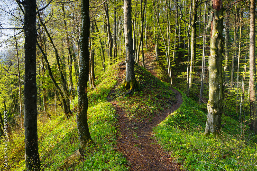 Fototapeta premium Laubwald im Frühling