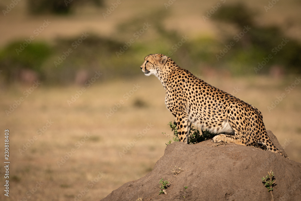 Fototapeta premium Cheetah sits on termite mound in savannah