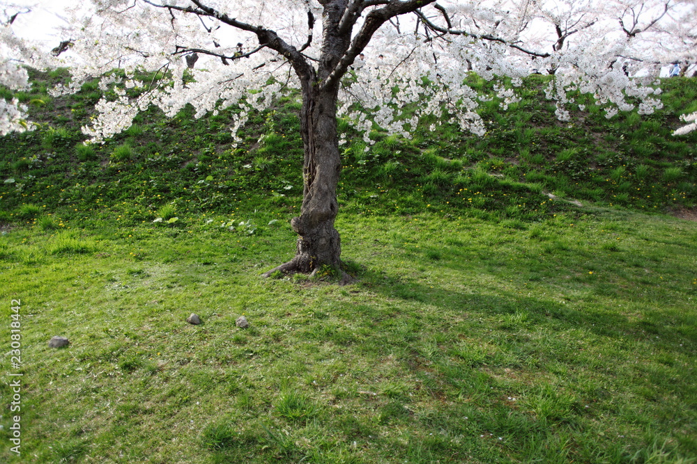 Obraz premium 五稜郭の桜