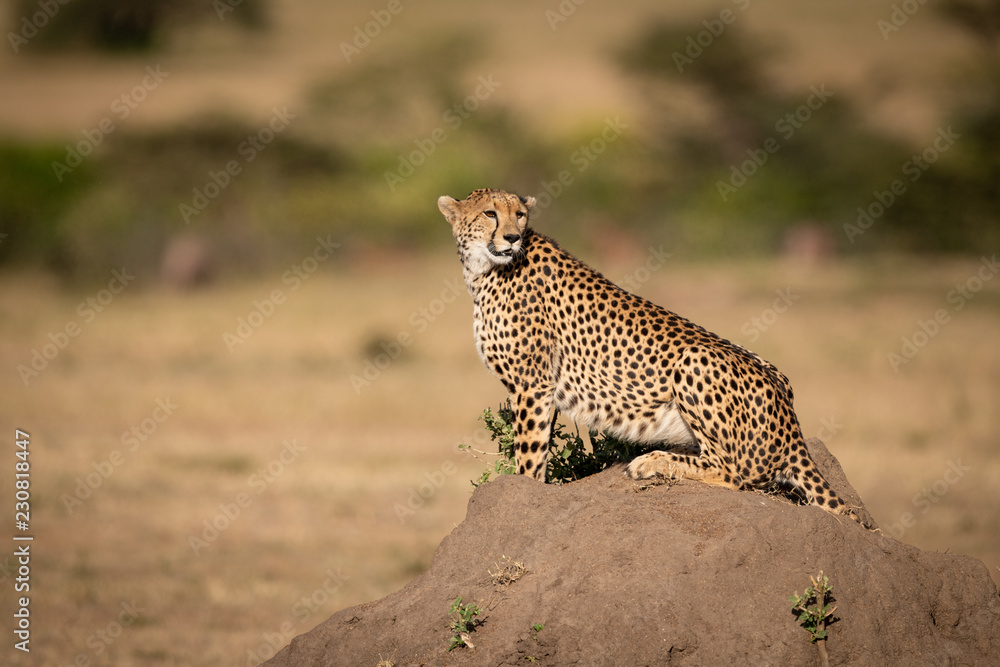 Obraz premium Cheetah sits on termite mound looking right