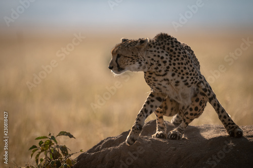 Cheetah sits on termite mound looking left