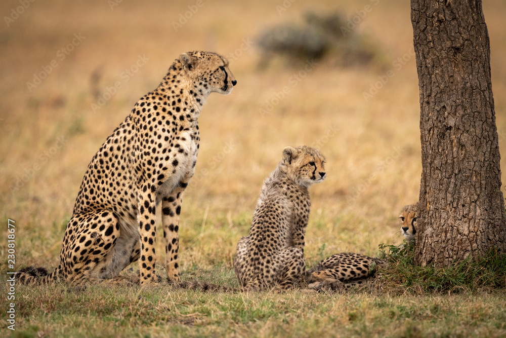 Cheetah sits with two cub beside tree Cheetah sits with two cub beside tree