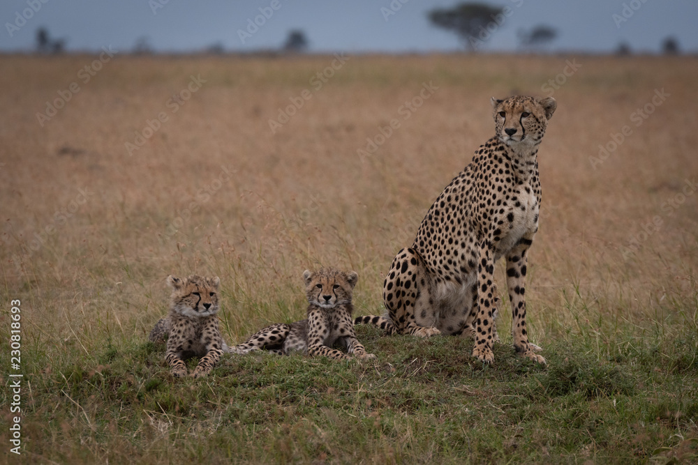 Naklejka premium Cheetah sits with two cubs on savannah