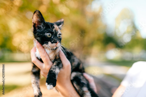 Little furry purebred pussycat portrait. Owner holding small kitten on autumn abstract background. Lovely cat with funny muzzle in woman hands looking around. Girl with her beloved pet playing outdoor