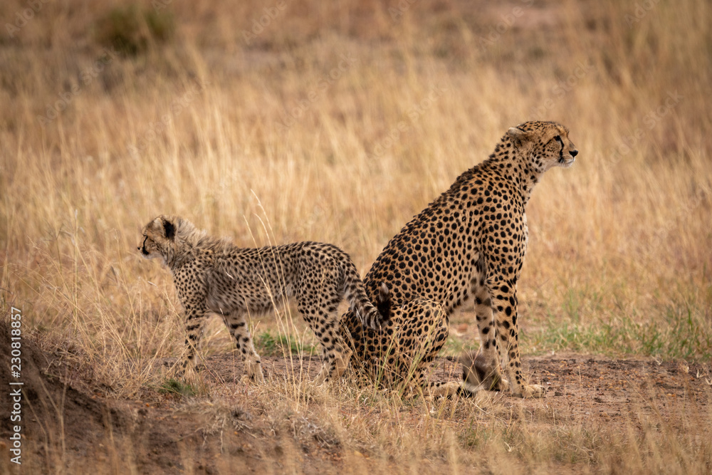 Naklejka premium Cheetah sitting back-to-back with cub in grass