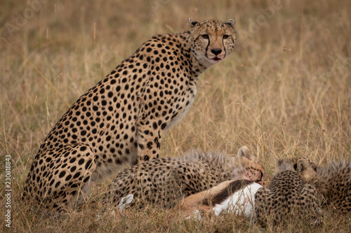 Cheetah sitting as cubs eat Thomson gazelle