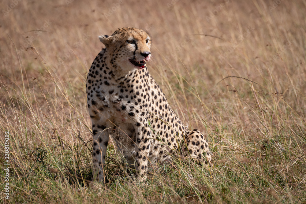 Cheetah sitting in grass with bloody mouth Cheetah sitting in grass with bloody mouth