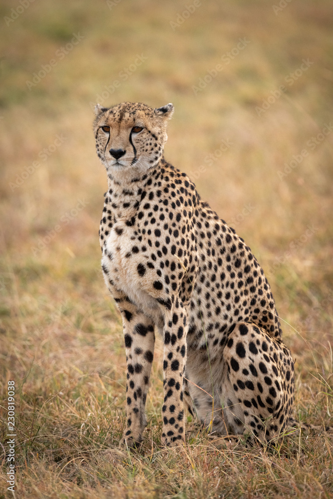 Cheetah sitting in grassy plain looking ahead Cheetah sitting in grassy plain looking ahead