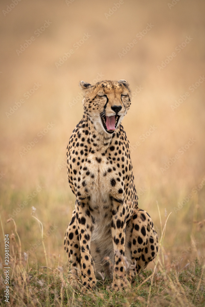 Cheetah sitting in long grass yawning widely Cheetah sitting in long grass yawning widely