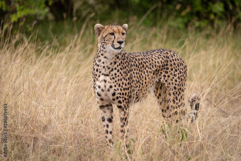 Cheetah standing in long grass beside trees Cheetah standing in long grass beside trees