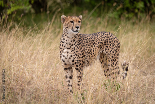 Cheetah standing in long grass beside trees