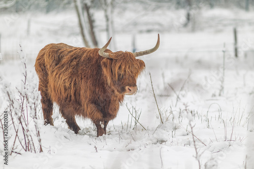 Highland