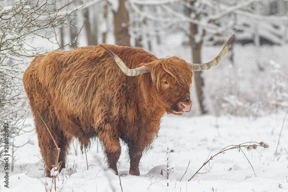 Highland Highland