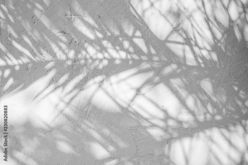 Black and White abstract background textuer of shadows leaf on a concrete wall Black and White abstract background textuer of shadows leaf on a concrete wall
