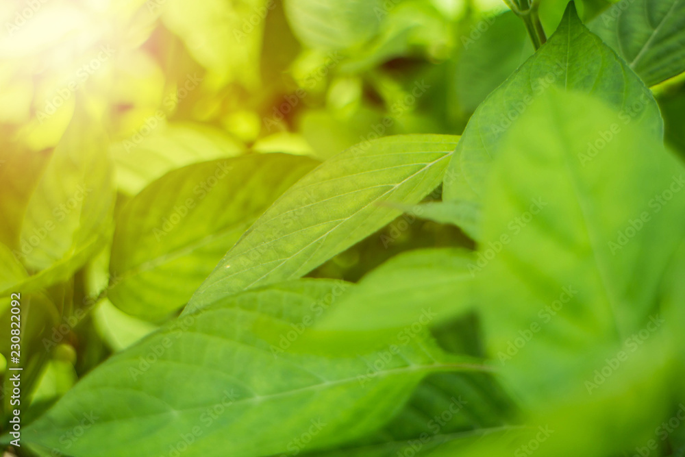 Nature Background: Closeup green leaf in garden using as a wallpaper. Nature Background: Closeup green leaf in garden using as a wallpaper.
