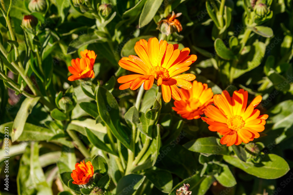 Orange calendula flower in garden Orange calendula flower in garden