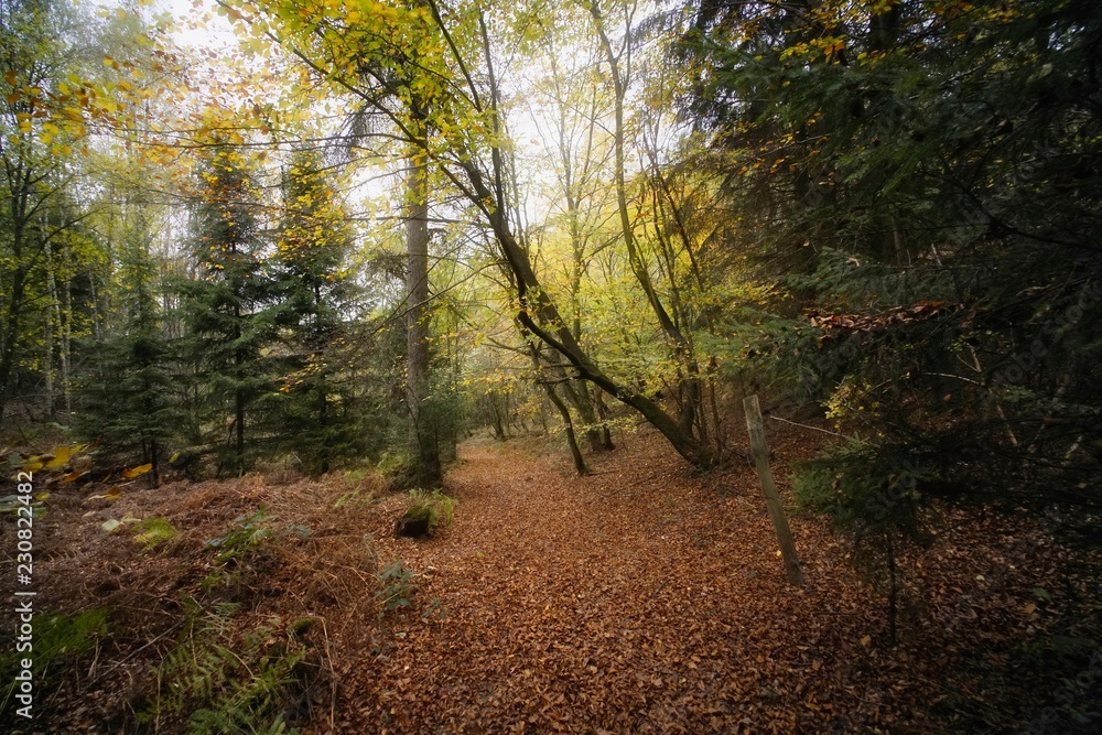 Wanderweg im Herbstwald