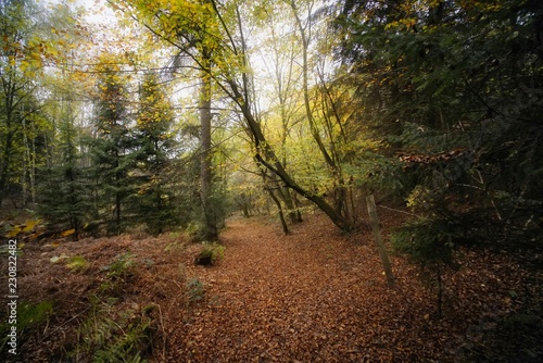 Wanderweg im Herbstwald © Helmut Scheuer
