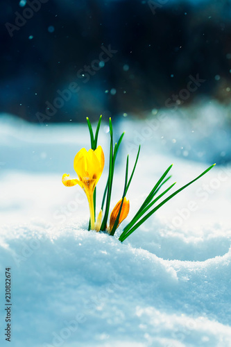 beautiful flower snowdrop yellow Crocus breaks from under the white snowdrift...