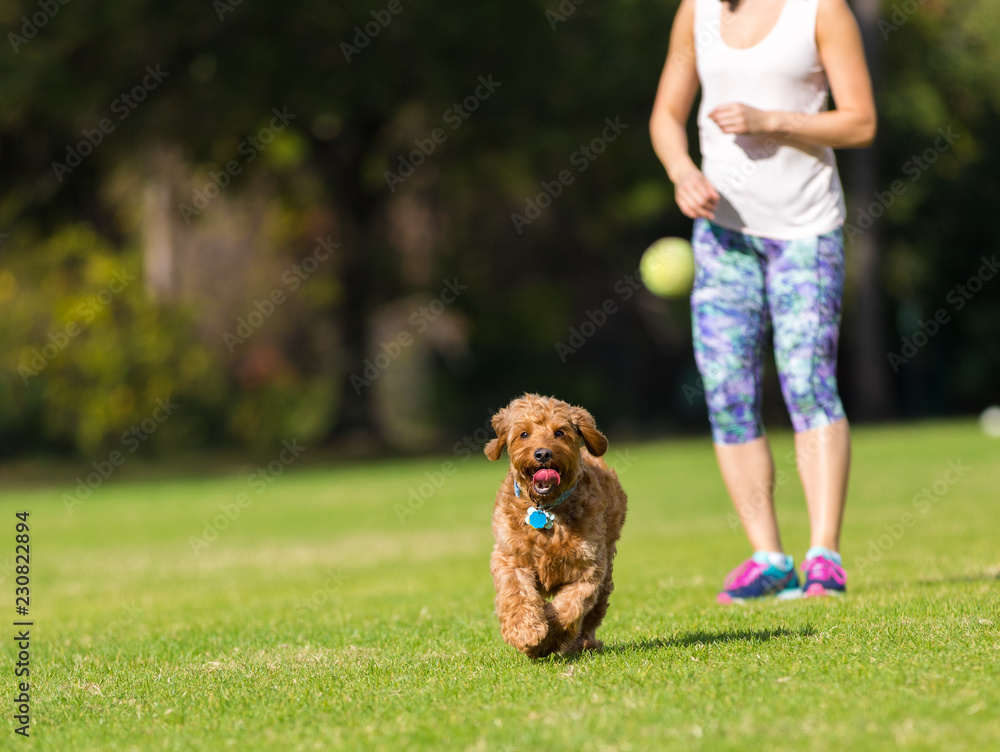 Miniature Golden doodle playing fetch Miniature Golden doodle playing fetch