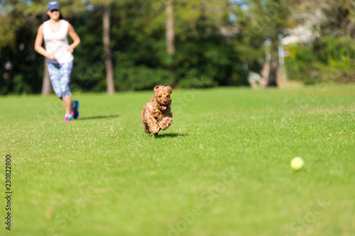 Canvas Print Miniature Golden doodle playing fetch