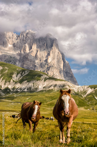 Two Wild Horses Close up with Background of Mountain Corno Grande in Campo Imperatore - Abruzzo - Italy © patrick