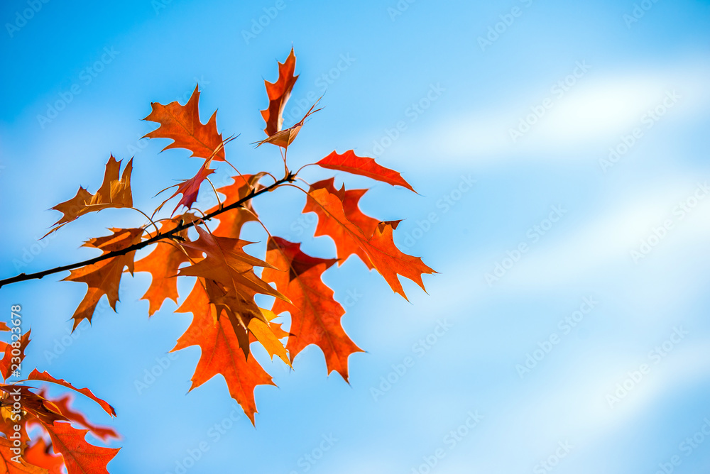 Red oak leaves on blue sky background Red oak leaves on blue sky background