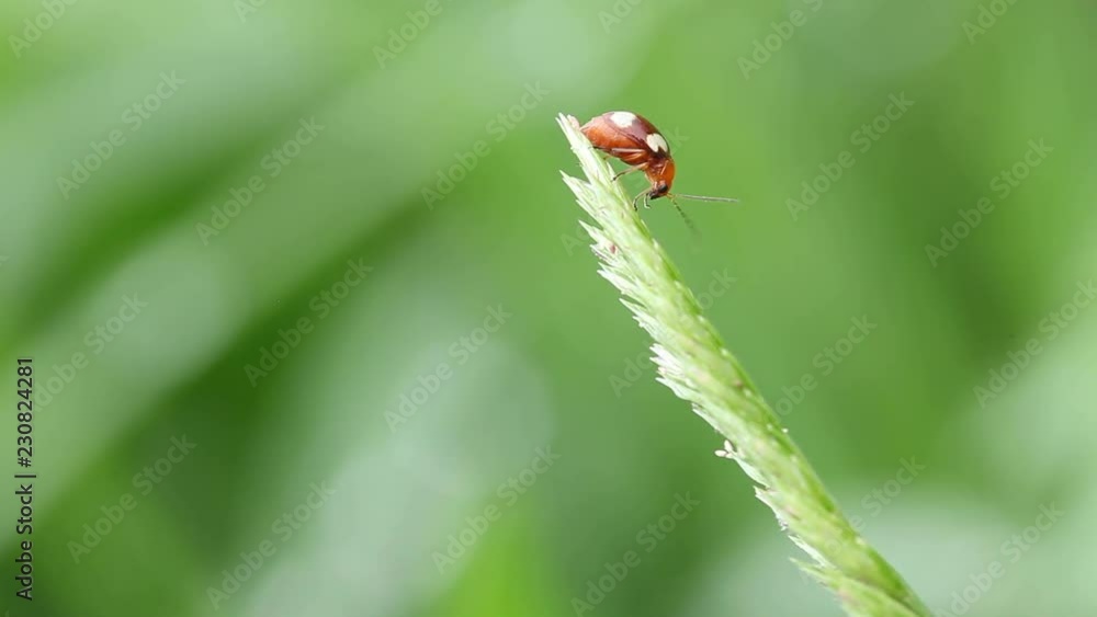 ladybug on green leaf ladybug on green leaf
