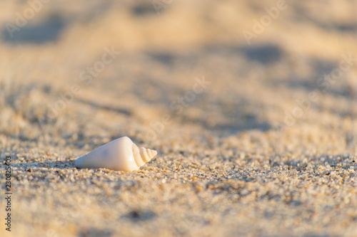 Shell on the beach