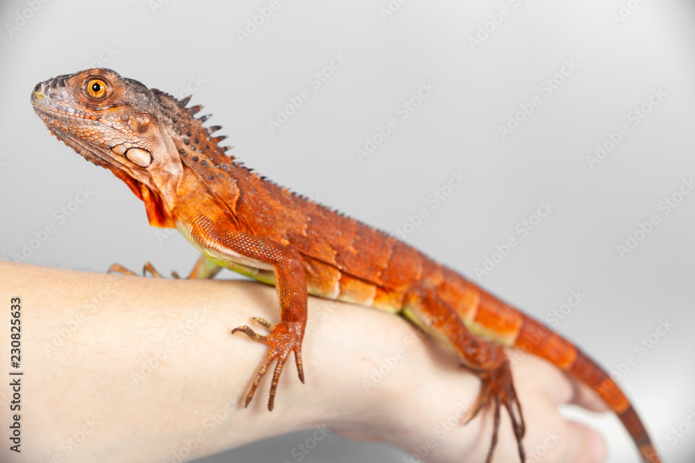 Naklejka premium Woman holding orange red colorful iguana in her hand, closeup, on grey background