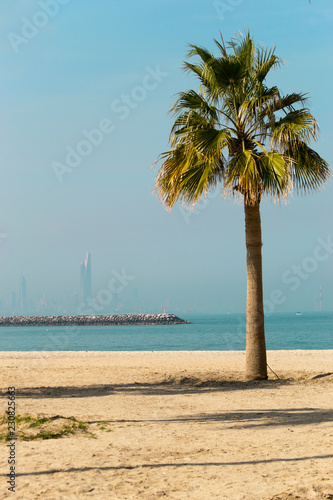 Palm tree on the beach © Alina Craita