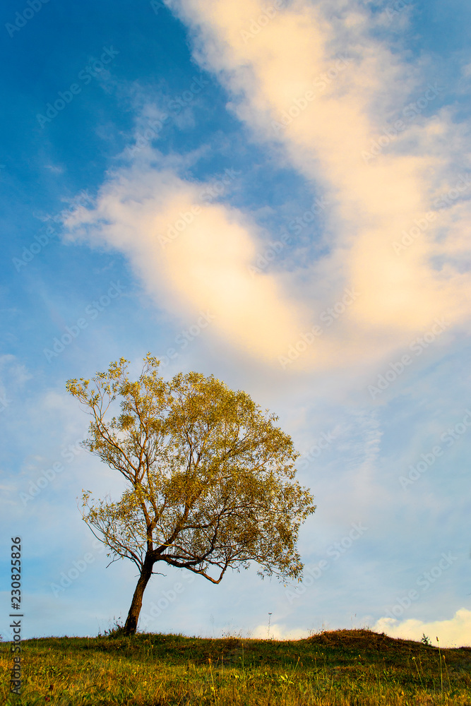Fototapeta premium Tree alone against the background of the sky with clouds . Isolated tree.