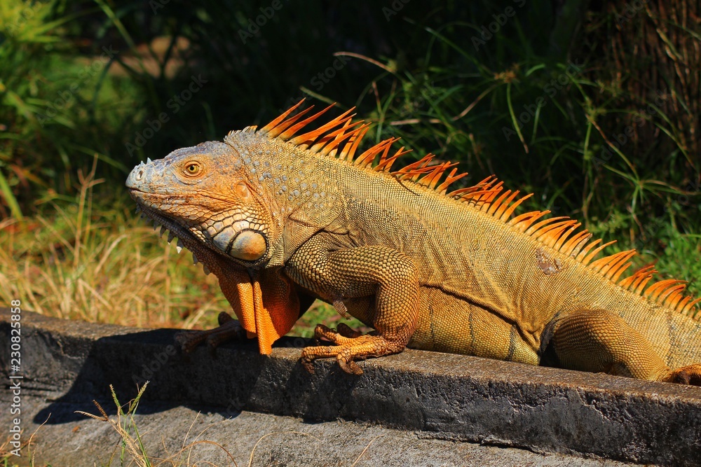 Iguana in the wild in Costa Rica Iguana in the wild in Costa Rica