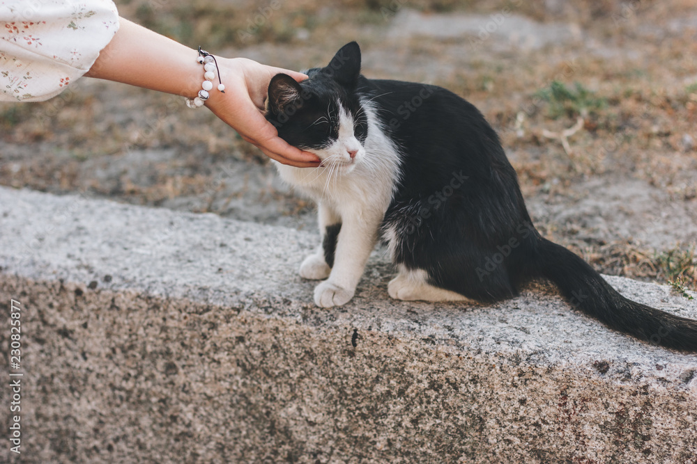 Woman hand petting cat