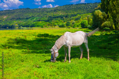 beautiful white mare