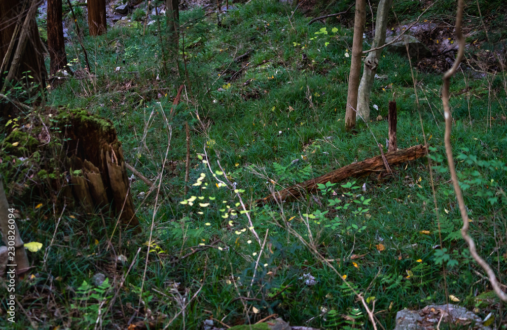 Obraz premium 長野県・南木曽 / 自然 / 山 / 森のイメージ