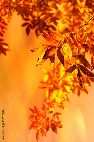 Autumn orange. Autumn landscape with orange leaves.