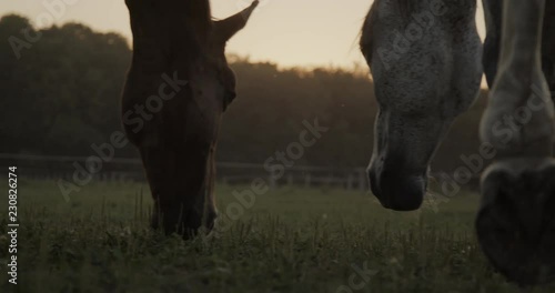 horses grazing in the field