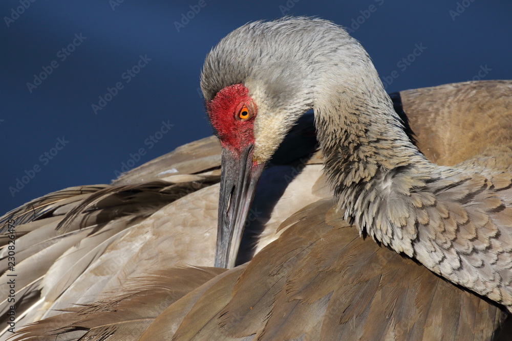 Fototapeta premium Sandhill Crane