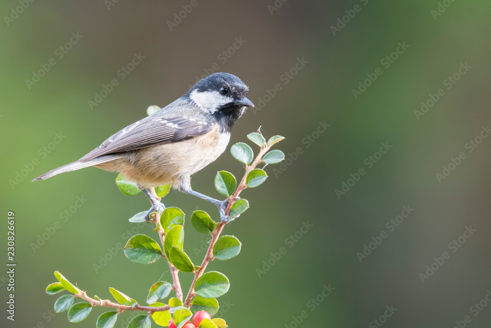 Obraz premium Coal tit at natural pose